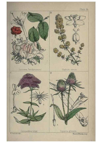 Reproducción/Reproduction 7454760046: British wild flowers :. London,Reeve,1867.