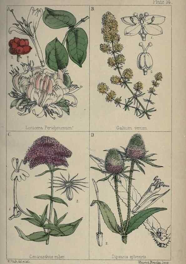 Reproducción/Reproduction 7454760046: British wild flowers :. London,Reeve,1867.