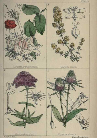 Reproducción/Reproduction 7454760046: British wild flowers :. London,Reeve,1867.