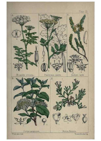 Reproducción/Reproduction 7454758786: British wild flowers :. London,Reeve,1867.