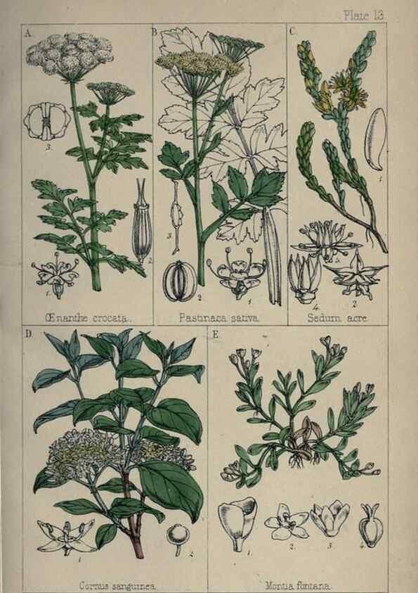Reproducción/Reproduction 7454758786: British wild flowers :. London,Reeve,1867.