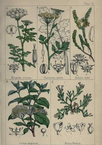 Reproducción/Reproduction 7454758786: British wild flowers :. London,Reeve,1867.