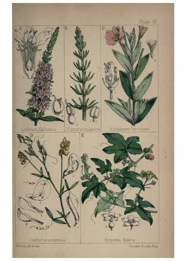 Reproducción/Reproduction 7454757876: British wild flowers :. London,Reeve,1867.