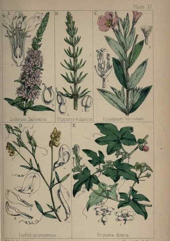 Reproducción/Reproduction 7454757876: British wild flowers :. London,Reeve,1867.