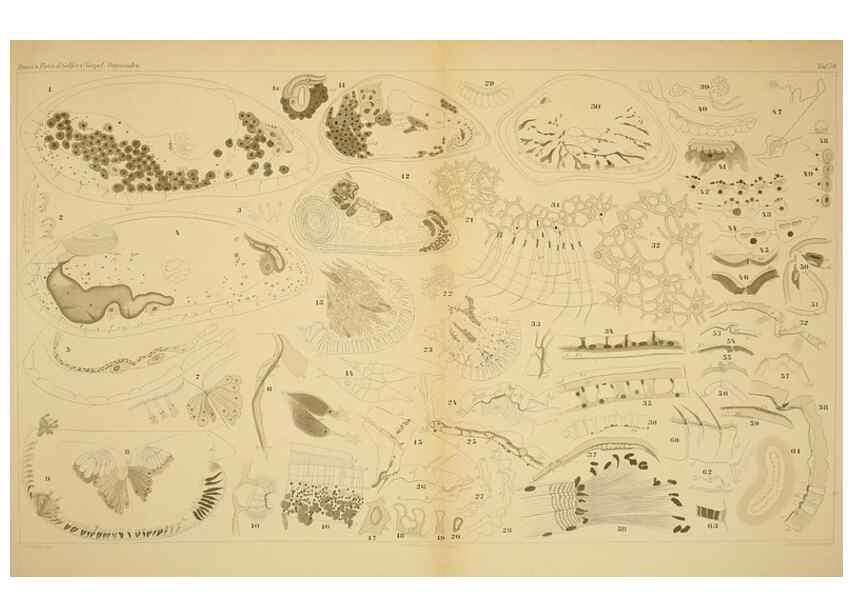 Reproducción/Reproduction 7448785646: Die ostracoden des golfes von Neapel und der angrenzenden meeres-abschnitte. Berlin,R. Friedlander,1894.
