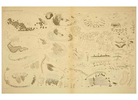Reproducción/Reproduction 7448785646: Die ostracoden des golfes von Neapel und der angrenzenden meeres-abschnitte. Berlin,R. Friedlander,1894.