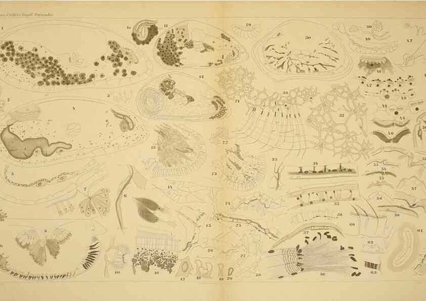 Reproducción/Reproduction 7448785646: Die ostracoden des golfes von Neapel und der angrenzenden meeres-abschnitte. Berlin,R. Friedlander,1894.