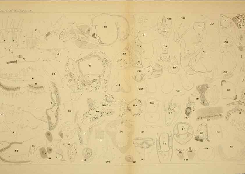 Reproducción/Reproduction 7448787034: Die ostracoden des golfes von Neapel und der angrenzenden meeres-abschnitte. Berlin,R. Friedlander,1894.
