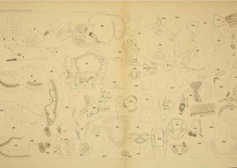 Reproducción/Reproduction 7448787034: Die ostracoden des golfes von Neapel und der angrenzenden meeres-abschnitte. Berlin,R. Friedlander,1894.