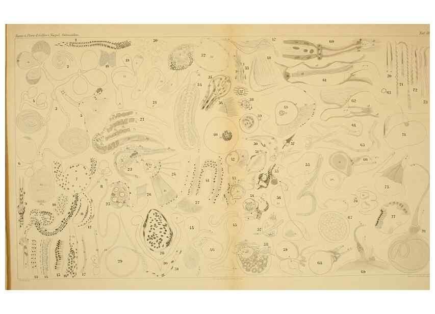 Reproducción/Reproduction 7448788376: Die ostracoden des golfes von Neapel und der angrenzenden meeres-abschnitte. Berlin,R. Friedlander,1894.