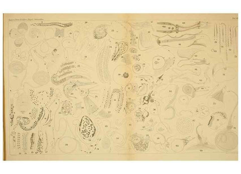 Reproducción/Reproduction 7448788376: Die ostracoden des golfes von Neapel und der angrenzenden meeres-abschnitte. Berlin,R. Friedlander,1894.