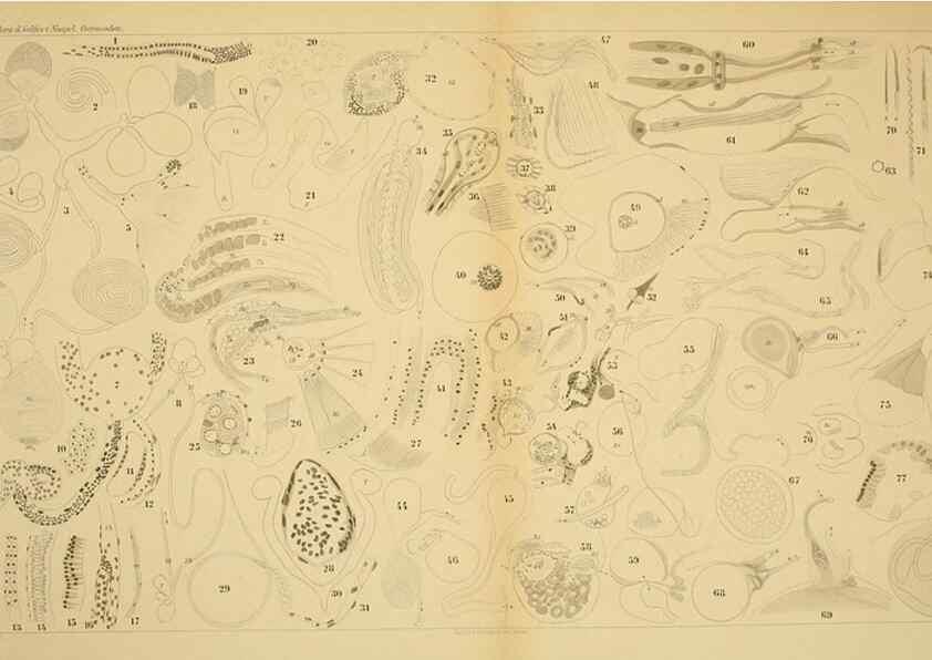 Reproducción/Reproduction 7448788376: Die ostracoden des golfes von Neapel und der angrenzenden meeres-abschnitte. Berlin,R. Friedlander,1894.