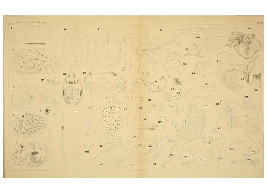 Reproducción/Reproduction 7448789566: Die ostracoden des golfes von Neapel und der angrenzenden meeres-abschnitte. Berlin,R. Friedlander,1894.