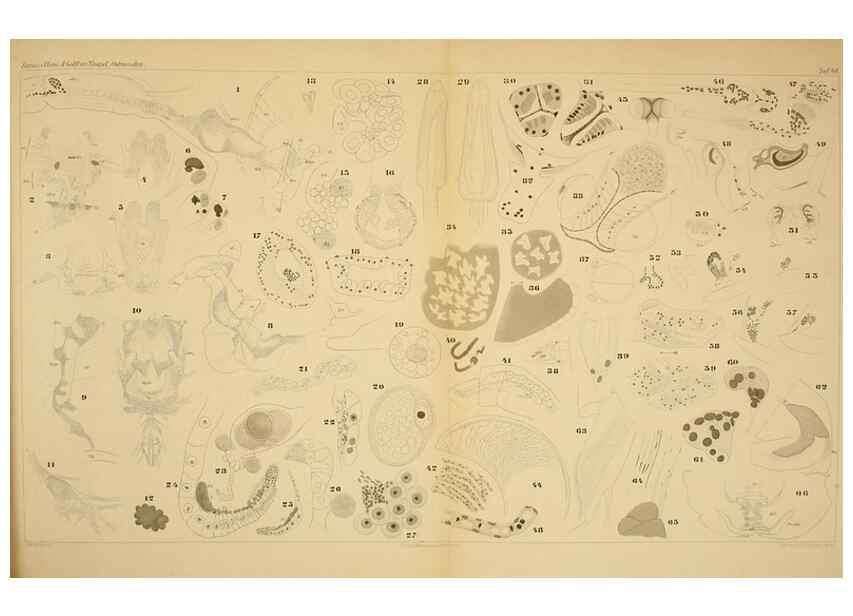 Reproducción/Reproduction 7448790564: Die ostracoden des golfes von Neapel und der angrenzenden meeres-abschnitte. Berlin,R. Friedlander,1894.