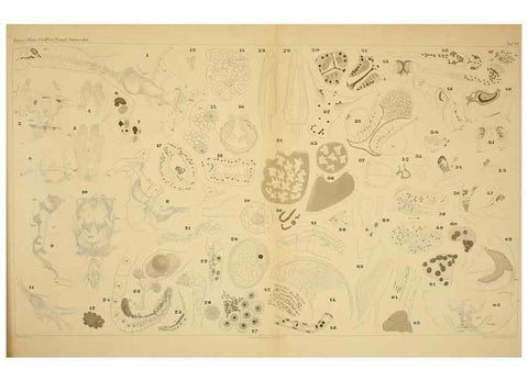 Reproducción/Reproduction 7448790564: Die ostracoden des golfes von Neapel und der angrenzenden meeres-abschnitte. Berlin,R. Friedlander,1894.