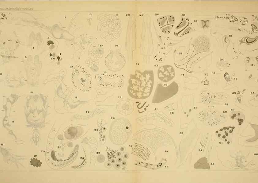 Reproducción/Reproduction 7448790564: Die ostracoden des golfes von Neapel und der angrenzenden meeres-abschnitte. Berlin,R. Friedlander,1894.