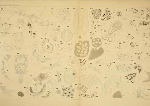 Reproducción/Reproduction 7448790564: Die ostracoden des golfes von Neapel und der angrenzenden meeres-abschnitte. Berlin,R. Friedlander,1894.