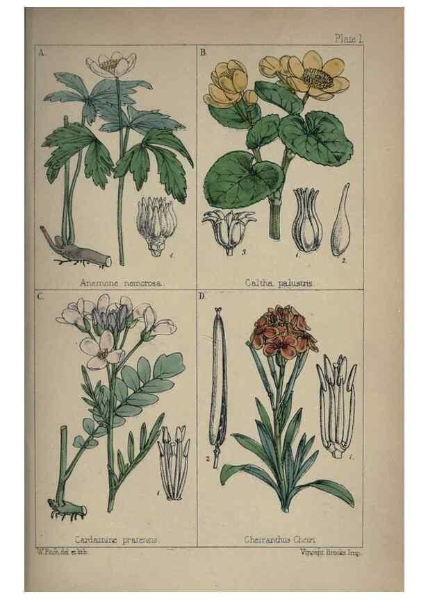 Reproducción/Reproduction 7454744550: British wild flowers :. London,Reeve,1867.