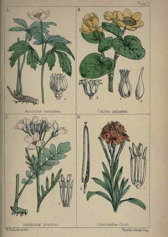 Reproducción/Reproduction 7454744550: British wild flowers :. London,Reeve,1867.