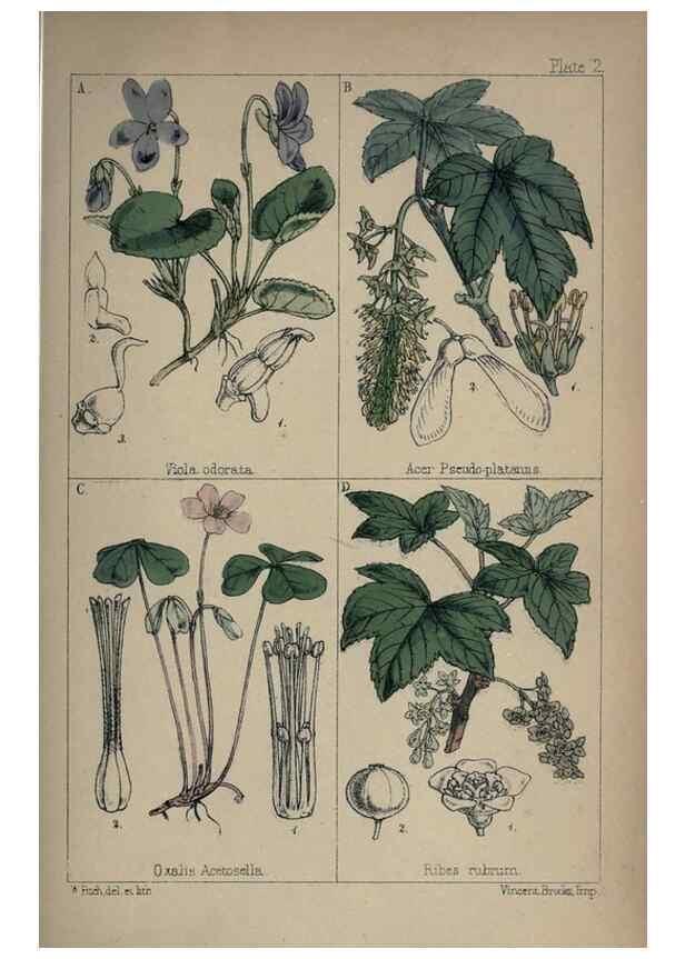 Reproducción/Reproduction 7454746036: British wild flowers :. London,Reeve,1867.