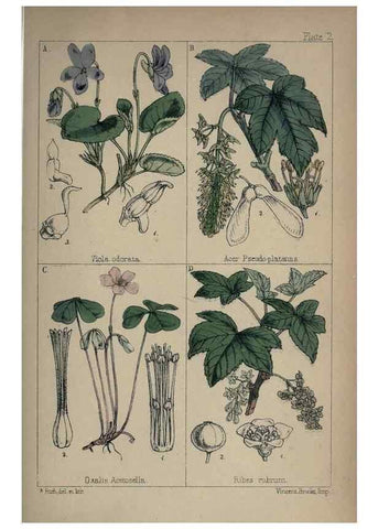 Reproducción/Reproduction 7454746036: British wild flowers :. London,Reeve,1867.