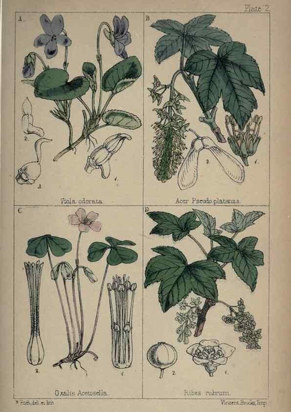 Reproducción/Reproduction 7454746036: British wild flowers :. London,Reeve,1867.