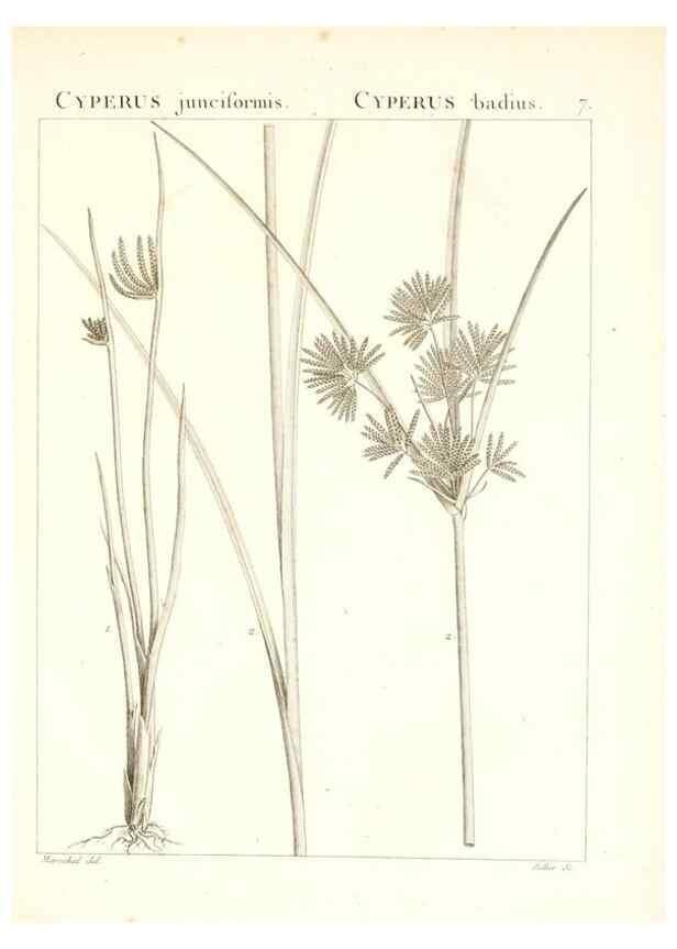 Reproducción/Reproduction 7455926522: Flora Atlantica, sive, Historia plantarum quae in Atlante, agro Tunetano et Algeriensi crescunt /. Parisiis :Apud Blanchon,1800.