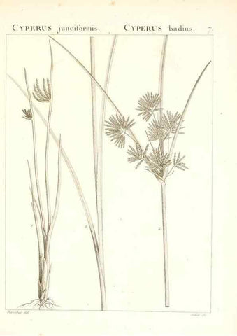 Reproducción/Reproduction 7455926522: Flora Atlantica, sive, Historia plantarum quae in Atlante, agro Tunetano et Algeriensi crescunt /. Parisiis :Apud Blanchon,1800.