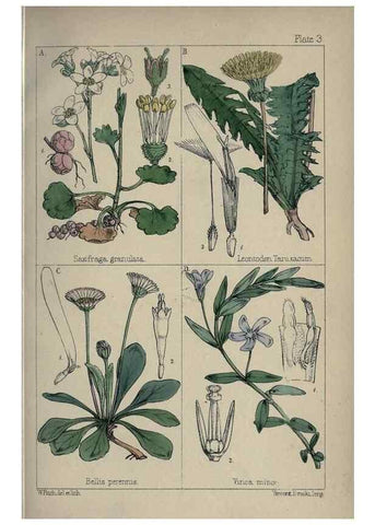 Reproducción/Reproduction 7454747034: British wild flowers :. London,Reeve,1867.