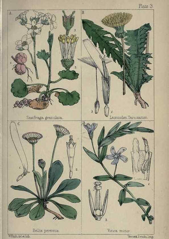 Reproducción/Reproduction 7454747034: British wild flowers :. London,Reeve,1867.