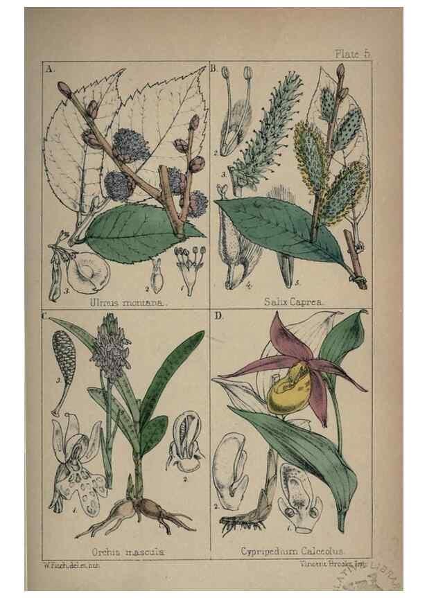 Reproducción/Reproduction 7454749972: British wild flowers :. London,Reeve,1867.