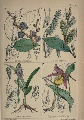 Reproducción/Reproduction 7454749972: British wild flowers :. London,Reeve,1867.
