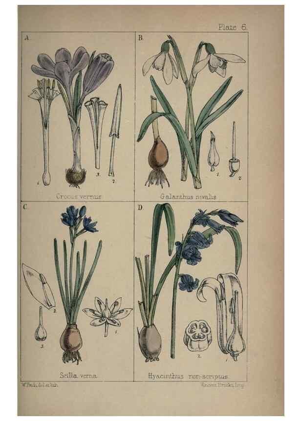 Reproducción/Reproduction 7454750976: British wild flowers :. London,Reeve,1867.
