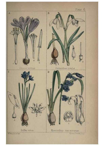 Reproducción/Reproduction 7454750976: British wild flowers :. London,Reeve,1867.