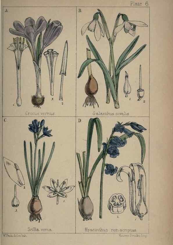 Reproducción/Reproduction 7454750976: British wild flowers :. London,Reeve,1867.