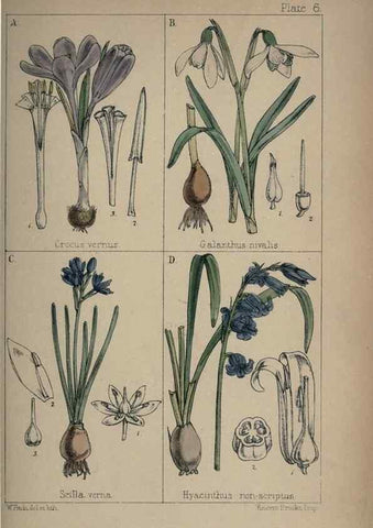 Reproducción/Reproduction 7454750976: British wild flowers :. London,Reeve,1867.