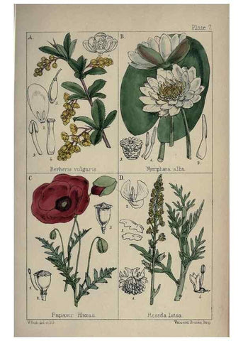 Reproducción/Reproduction 7454751998: British wild flowers :. London,Reeve,1867.