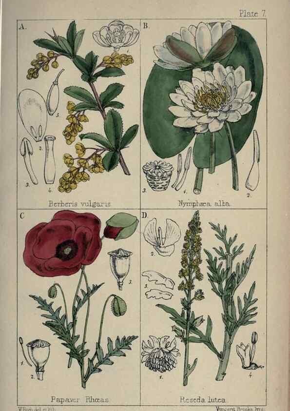 Reproducción/Reproduction 7454751998: British wild flowers :. London,Reeve,1867.