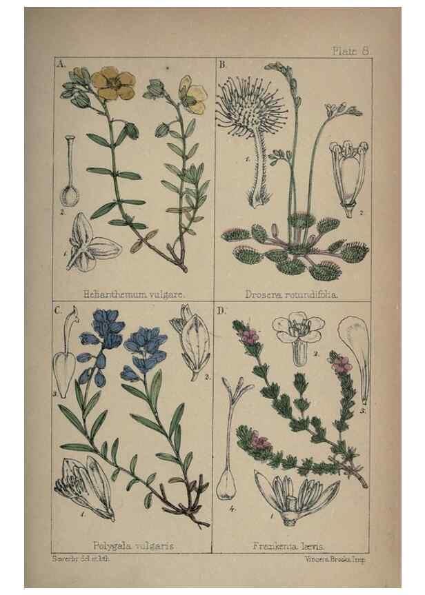 Reproducción/Reproduction 7454753080: British wild flowers :. London,Reeve,1867.