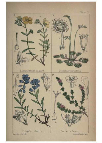 Reproducción/Reproduction 7454753080: British wild flowers :. London,Reeve,1867.