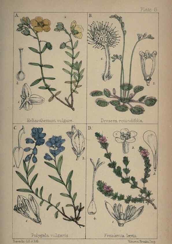 Reproducción/Reproduction 7454753080: British wild flowers :. London,Reeve,1867.