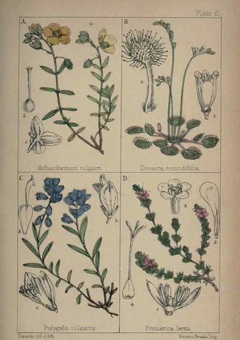 Reproducción/Reproduction 7454753080: British wild flowers :. London,Reeve,1867.