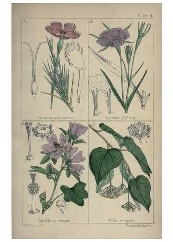 Reproducción/Reproduction 7454754132: British wild flowers :. London,Reeve,1867.
