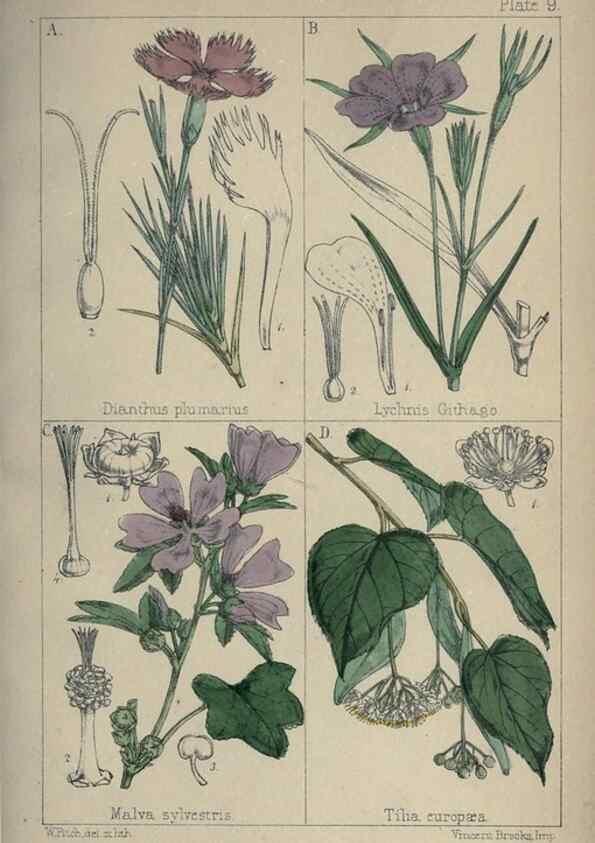 Reproducción/Reproduction 7454754132: British wild flowers :. London,Reeve,1867.