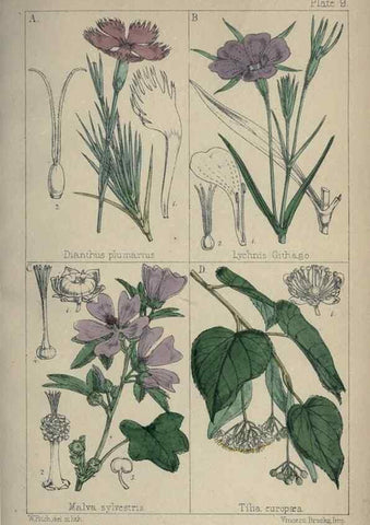 Reproducción/Reproduction 7454754132: British wild flowers :. London,Reeve,1867.