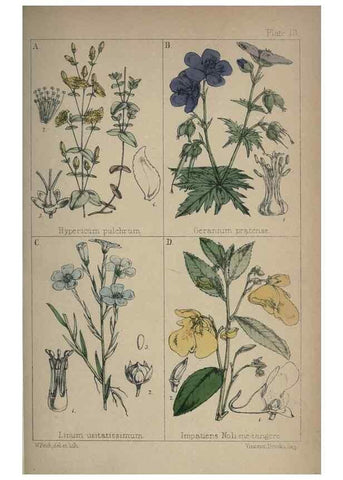 Reproducción/Reproduction 7454755142: British wild flowers :. London,Reeve,1867.