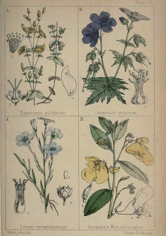 Reproducción/Reproduction 7454755142: British wild flowers :. London,Reeve,1867.