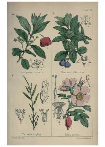 Reproducción/Reproduction 7454756494: British wild flowers :. London,Reeve,1867.