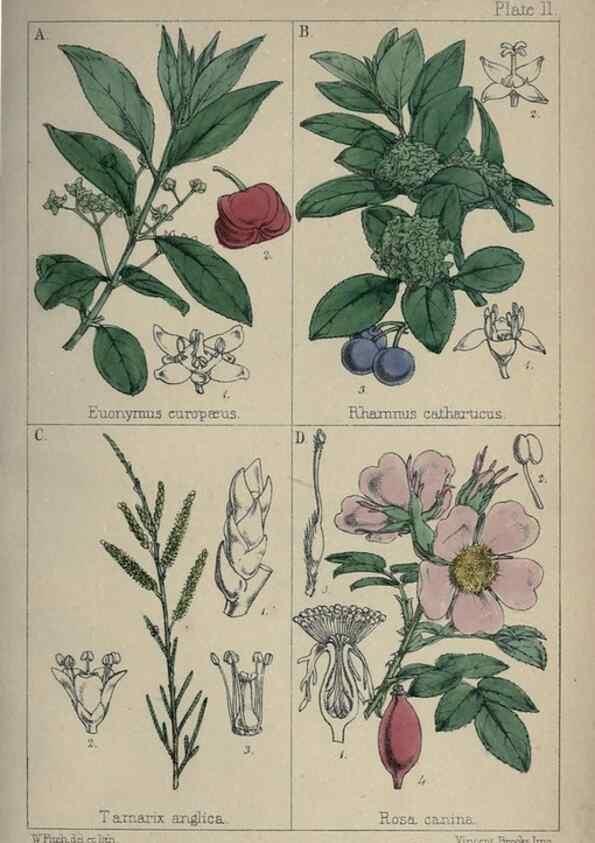 Reproducción/Reproduction 7454756494: British wild flowers :. London,Reeve,1867.