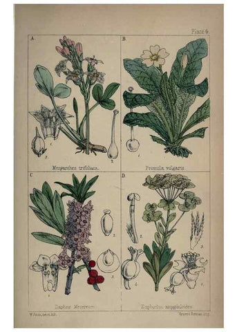 Reproducción/Reproduction 7454748394: British wild flowers :. London,Reeve,1867.